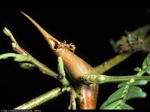 Bullhorn acacia and ant mutualism: thorn and extra-floral nectary, Costa Rica