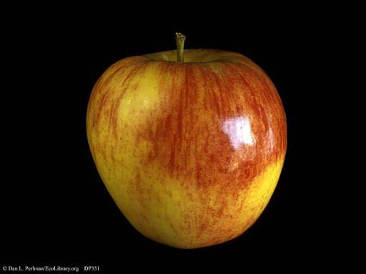 Gala apple, <i>Malus x domestica</i>