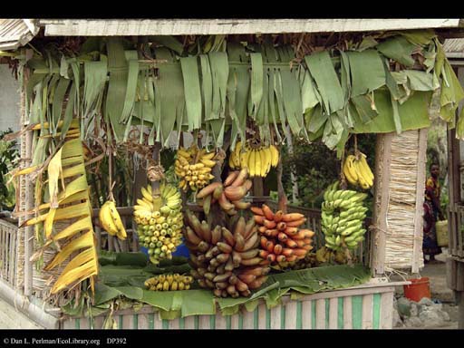 Banana stand near Lake Manyara, Tanzania