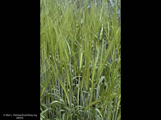 Barley Two-rowed <i>Hordeum vulgare</i>