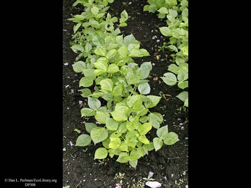 Adzuki bean, <i>Phaseolus angularis</i>