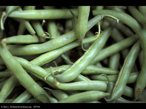 Green beans, <i>Phaseolus vulgaris</i>