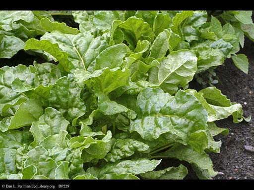 Beet, <i>Beta vulgaris</i>