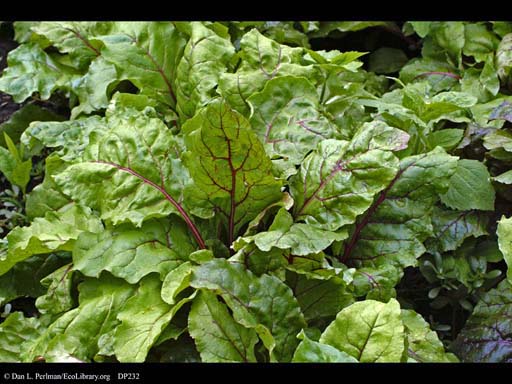 Beet, <i>Beta vulgaris</i>
