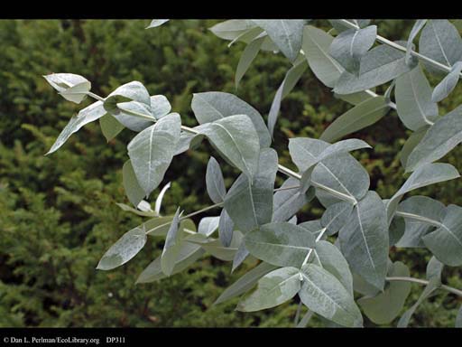 Blue gum tree, <i>Eucalyptus globulus</i>