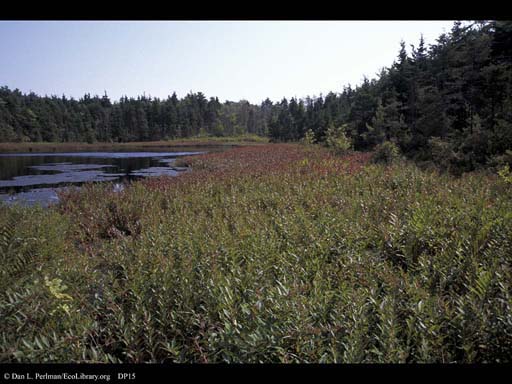 Bog, Massachusetts