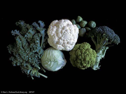 <i>Brassica oleracea</i>, cauliflower, broccoli