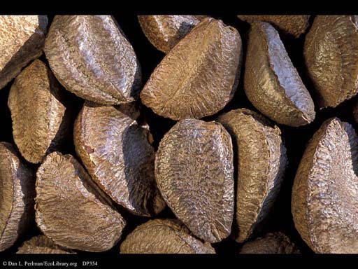 Brazil nut, <i>Bertholletia excelsa</i>