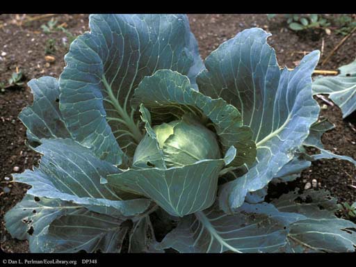 Cabbage, <i>Brassica oleracea</i>