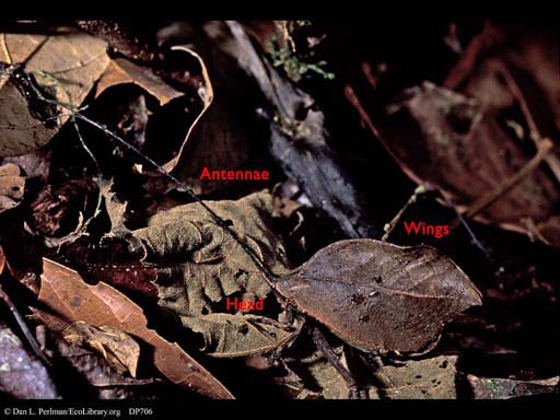 Camouflaged brown katydid with text