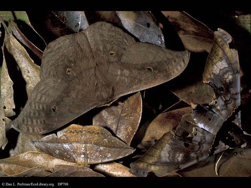 Camouflaged moths on leaves
