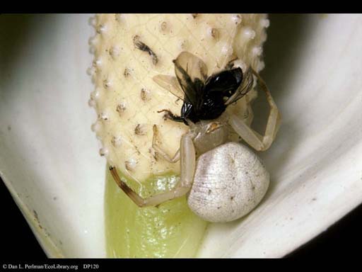 Camouflaged crab spider eating bee, Costa Rica