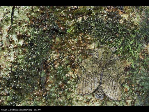 Camouflaged moth