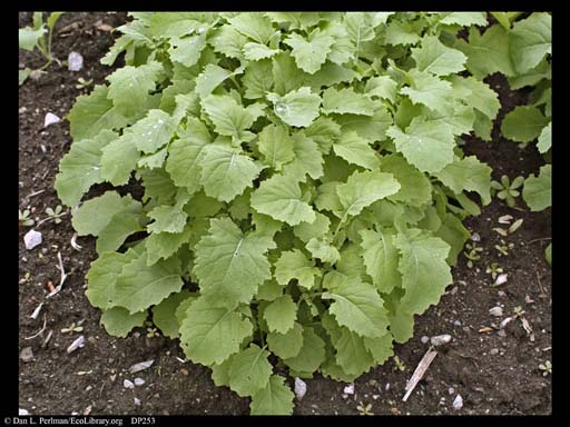 Canola, <i>Brassica napus</i>