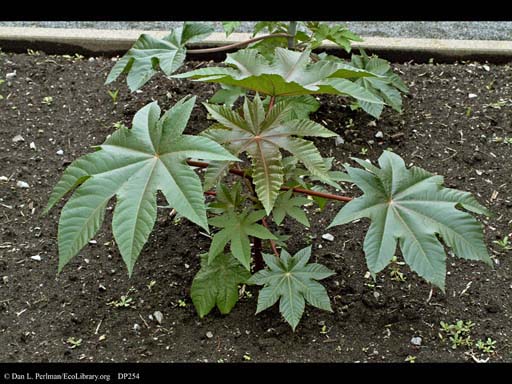 Castor oil plant, <i>Ricinus communis</i>