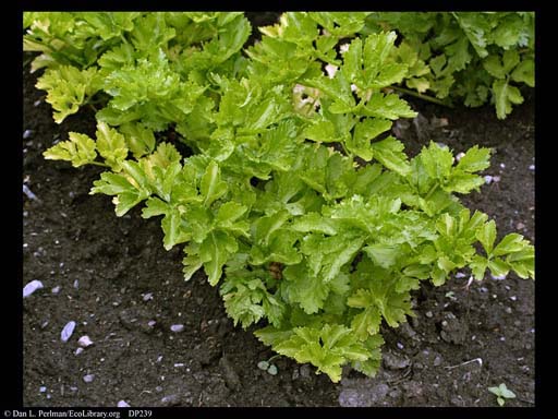 Celery, <i>Apium graveolens</i>