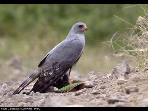 Chanting Goshawk with recent prey, Arusha National Park, Tanzania