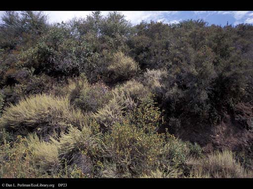 Chaparral, California