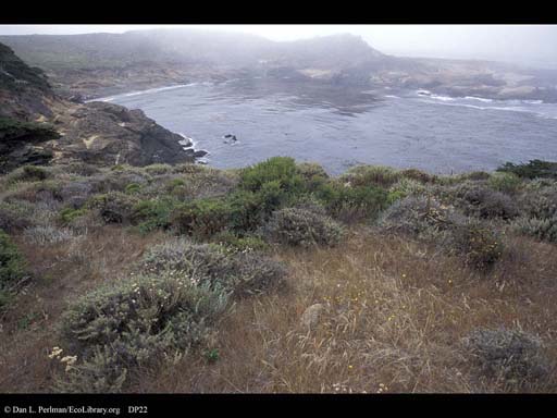 Coastal sage scrub, Point Lobos, California