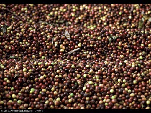 Coffee beans drying in sun, <i>Coffea arabica</i>