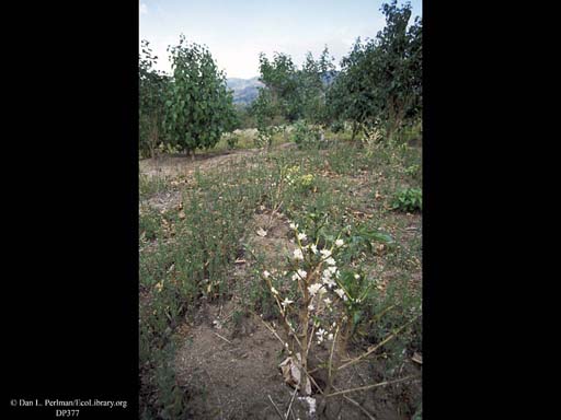 Coffee bush with pesticides, <i>Coffea arabica</i>