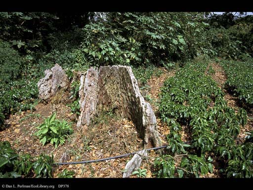 Coffee bushes with large tree stump