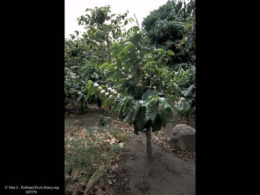Coffee grown without shade, <i>Coffea arabica</i>