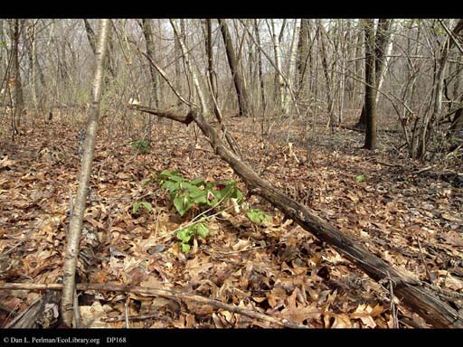 Trillium, a spring ephemeral, seeking light in spring