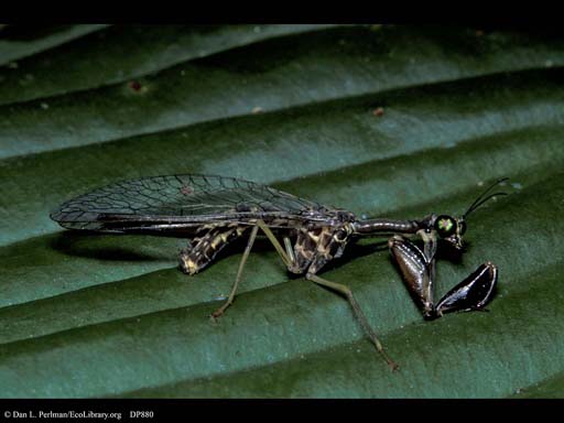 Convergence: Mantis fly
