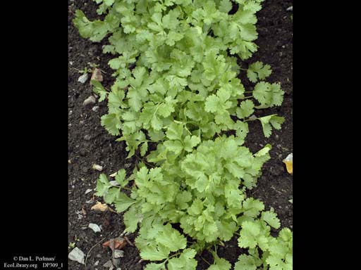 Coriander, <i>Coriandrum sativum</i>