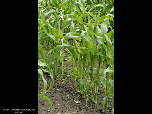 Sweet corn or maize, <i>Zea mays</i>