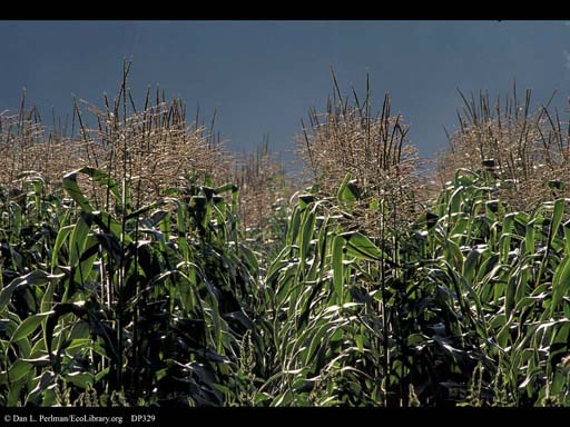 Corn or maize,<i>Zea mays</i>
