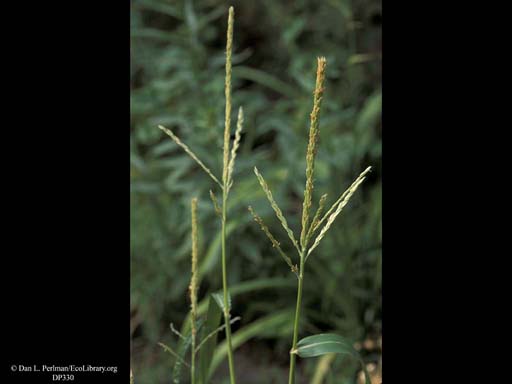 Corn or maize, <i>Zea mays</i>, in flower