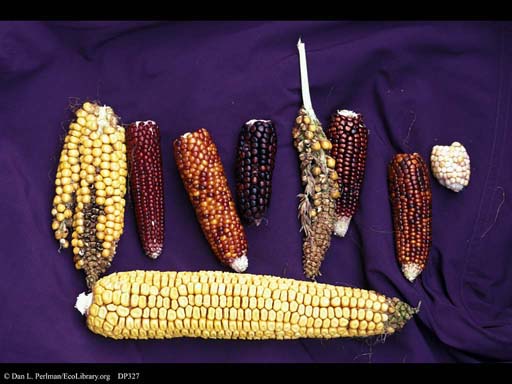 Corn or maize, <i>Zea mays</i>, variation