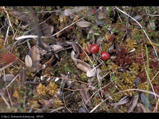Cranberry, <i>Vaccinium macrocarpon</i>