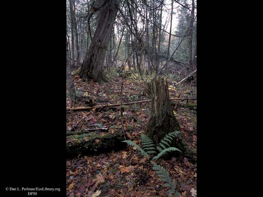 Decaying log in Spruce Fir Forest, Vermont