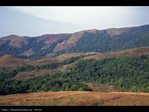 Deforestation, Western Ghats, India