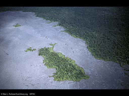 Disturbance: Lava flow through forest, Hawaii, USA