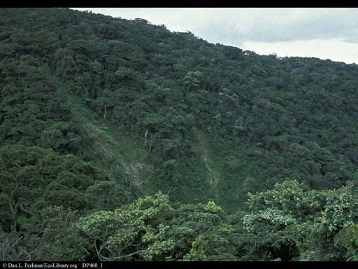 Disturbance: landslides in uncut forest