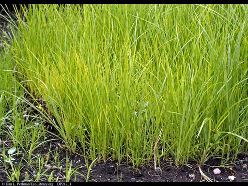 Earth almond, <i>Cyperus esculentus</i>