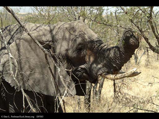 Elephant feeding, Serengeti, Tanzania