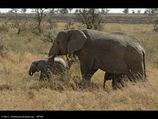 Parental behavior, elephant with babies, Serengeti, Tanzania