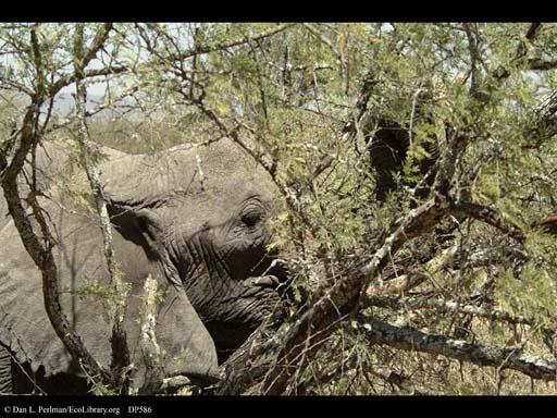 Elephant pushing over tree, Serengeti,Tanzania