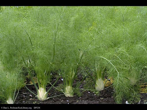 Florence Fennel, <i>Foeniculum vulgare</i>