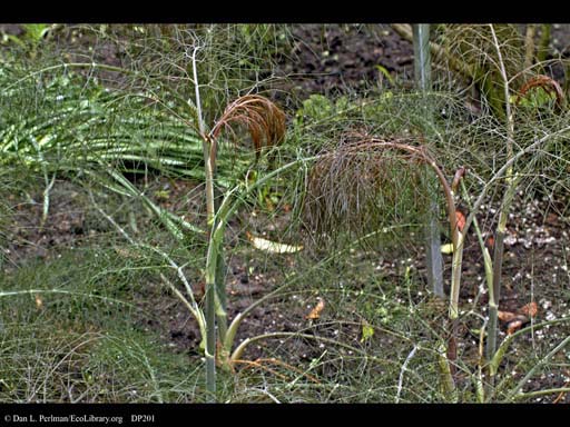 Sweet fennel, <i>Foeniculum vulgare</i>