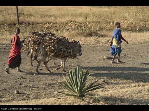 Firewood transported by donkey Tanzania, Massachusetts, USA