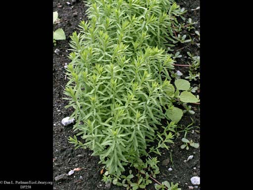 Flax, <i>Linum usitatissimum</i>