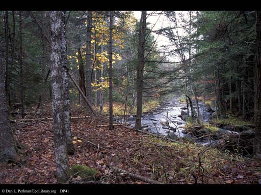 Forest and stream, Vermont