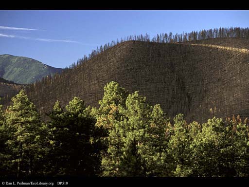 Forest fire: burnt and unburnt ridges