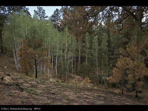 Forest fire: patchy burnt areas 3